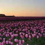 Camping De Tulpenweide Lege Kampeerplaats, Lege Plaats Op Het Gras Zonder Bed Breezand (North Holland)