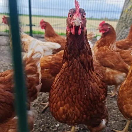 Camping De Tulpenweide Lege Kampeerplaats, Lege Plaats Op Het Gras Zonder Bed Breezand