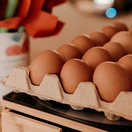 De Tulpenweide Lege Kampeerplaats, Lege Plaats Op Het Gras Zonder Bed *