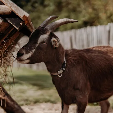 De Tulpenweide Lege Kampeerplaats, Lege Plaats Op Het Gras Zonder Bed Breezand