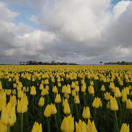 キャンプ場 De Tulpenweide Lege Kampeerplaats, Lege Plaats Op Het Gras Zonder Bed *