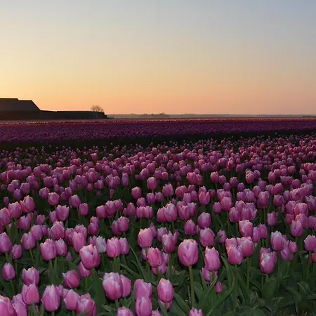 キャンプ場 De Tulpenweide Lege Kampeerplaats, Lege Plaats Op Het Gras Zonder Bed Breezand